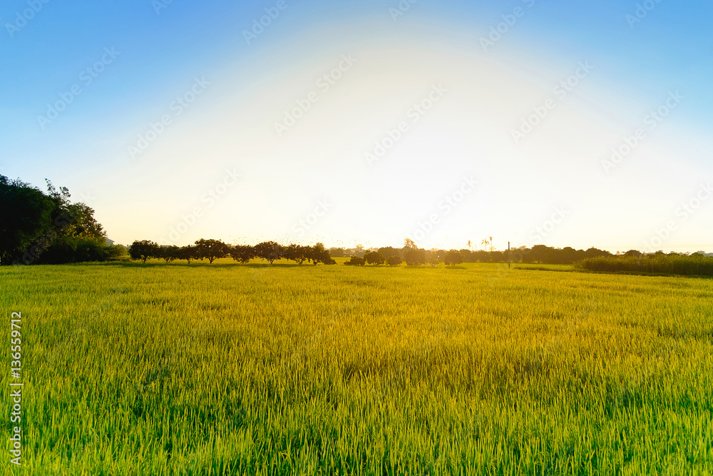 Green rice field in the evening sun, background and sunset.