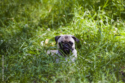  Pug dog lying on green grass