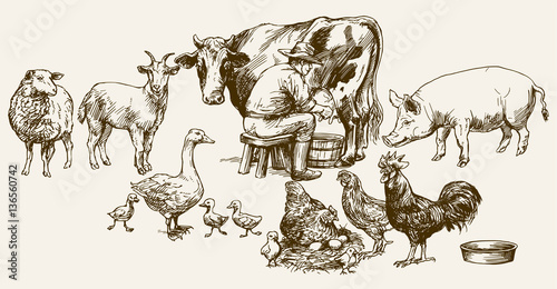 Farmer milking his cow. Farm animals.