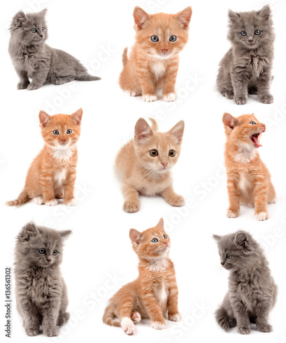 collection of kittens