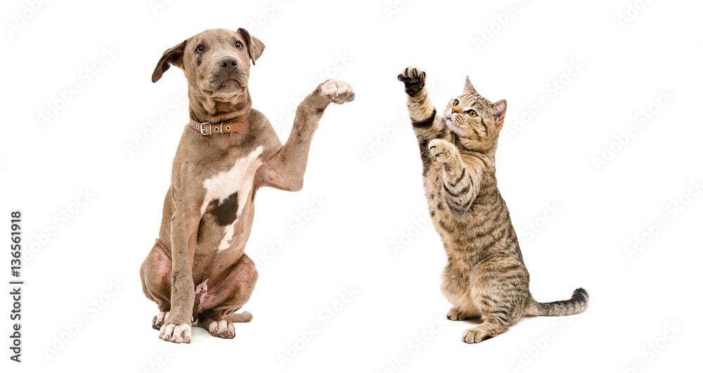 Playful puppy pit bull and a  cat