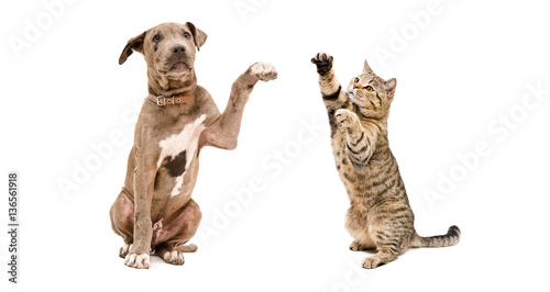 Playful puppy pit bull and a cat