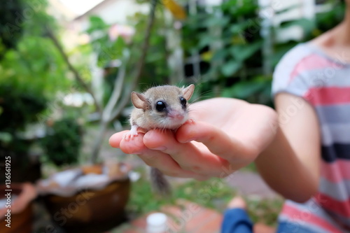 A tiny dormouse on my hand