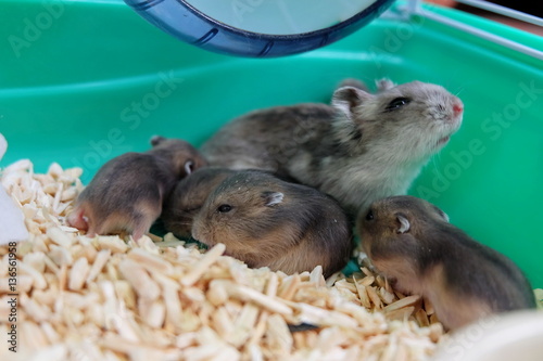 Winter White Hamsters family