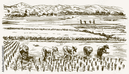 Asian farmers working on Field. Hand drawn illustration. Rice ha