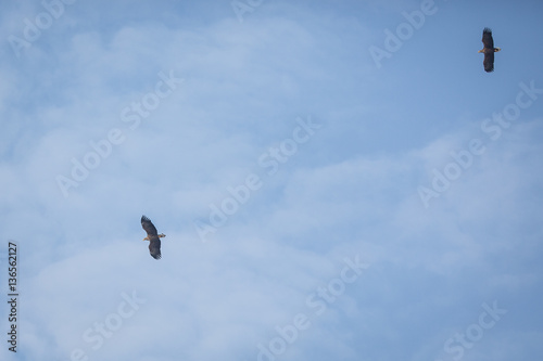 Two sea eagles in flight hign in the sky
