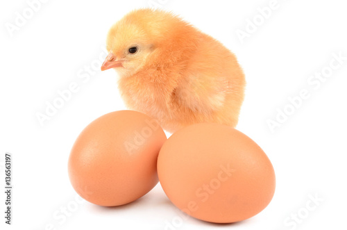 Chicken on a white background