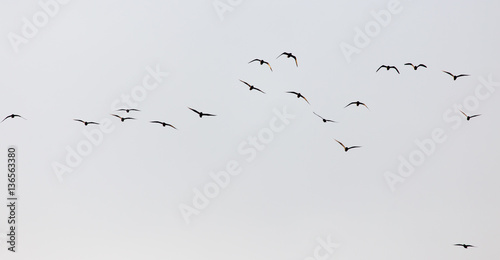 a flock of seagulls in the sky at sunset