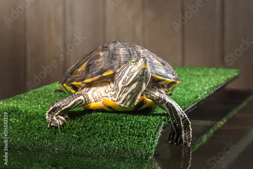 Red-eared slider turtle. photo