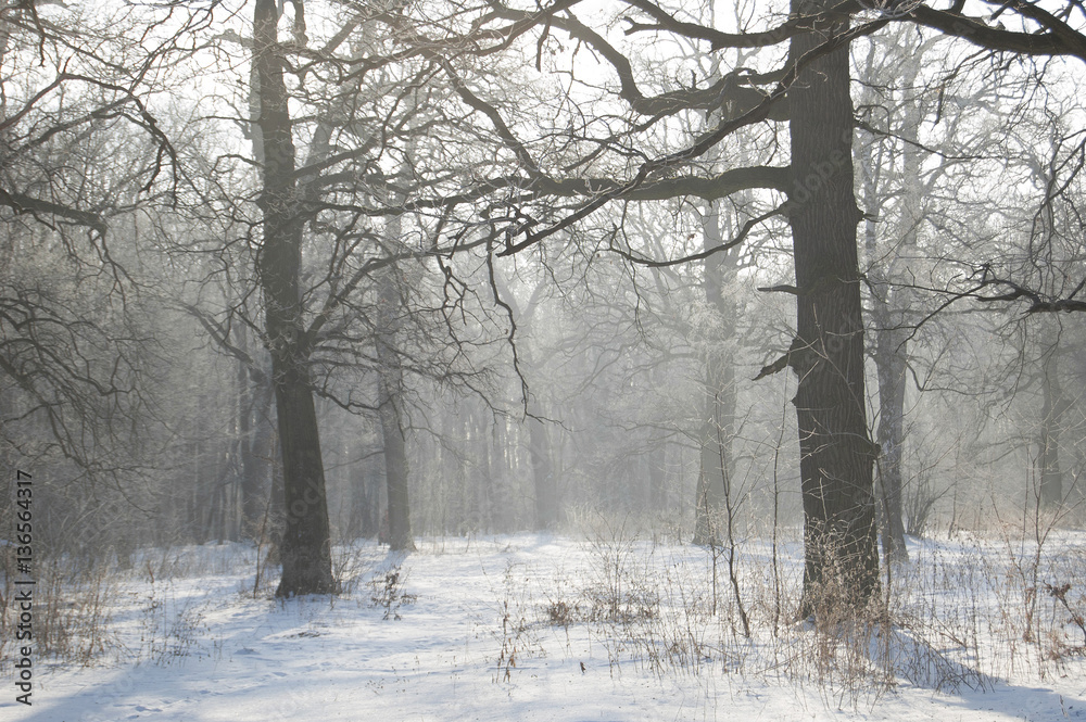 Winter landscape. Oak grove. Frozen forest. Trees and branches in frost. White atmosphere. Winter landscape. Oak grove. Frozen forest. Trees and branches in frost. White atmosphere.