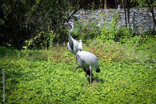 Grey herons  Switzerland