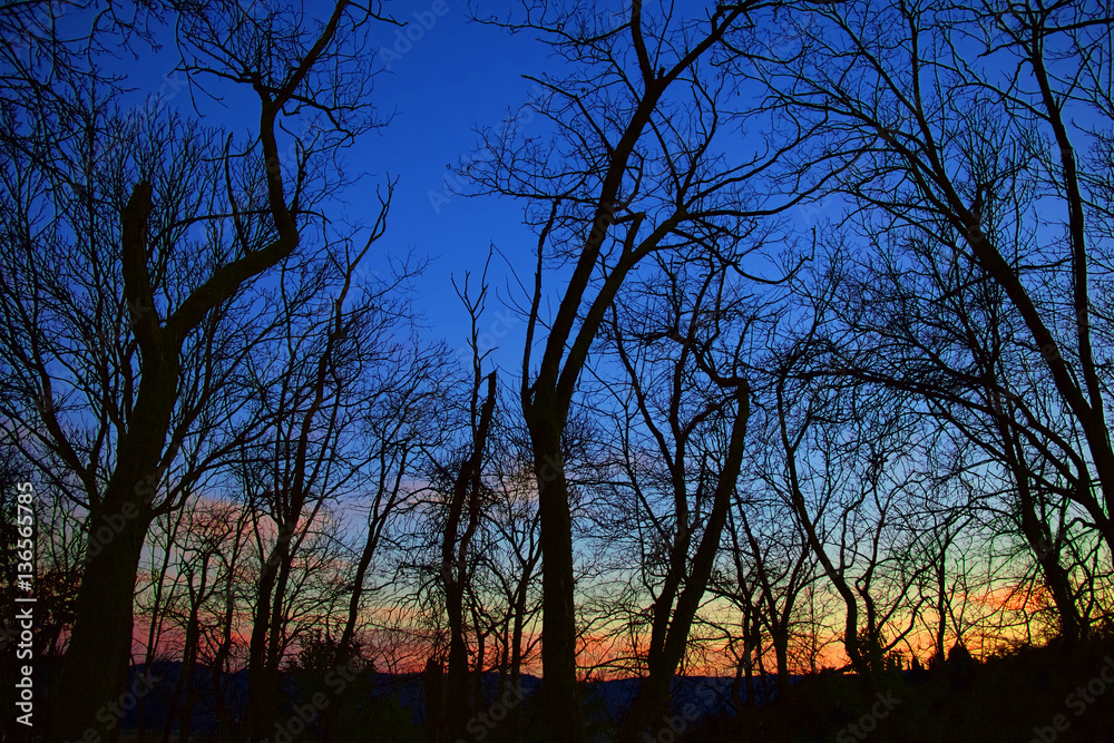 Alberi tramonto