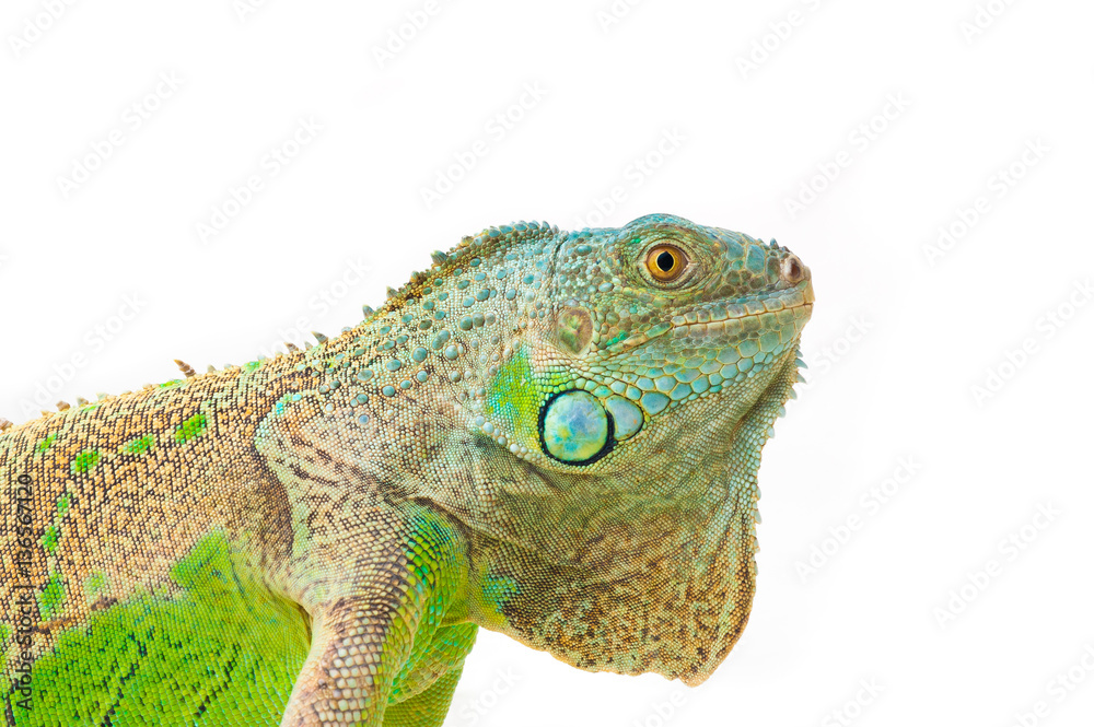 Obraz premium one green iguana lizard .reptile sit on white background