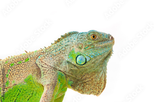 one green iguana lizard .reptile sit on white background
