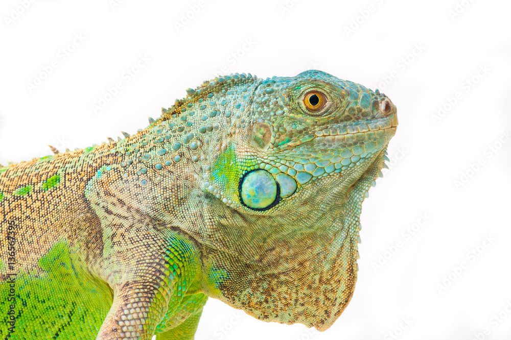 Fototapeta premium one green iguana lizard .reptile sit on white background
