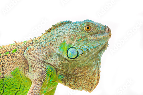 one green iguana lizard .reptile sit on white background