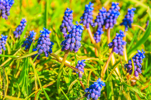 tender first spring flowers in a meadow Muscari. natural meadows with views of spring lilac  blue flowers  
