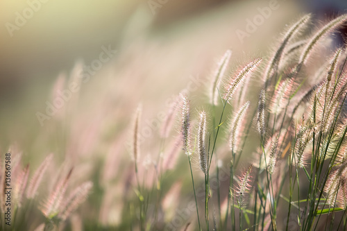 Fototapeta Naklejka Na Ścianę i Meble -  Flower grass in the wind