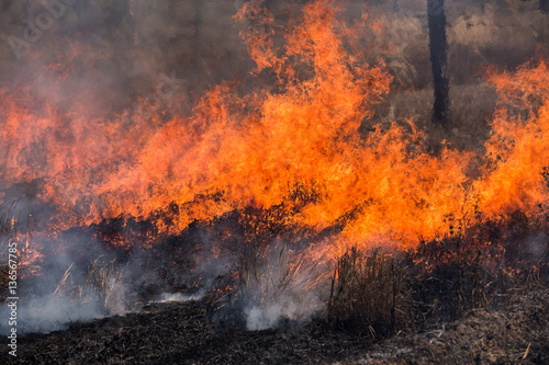 Wind blowing on a flaming trees during a forest fire.