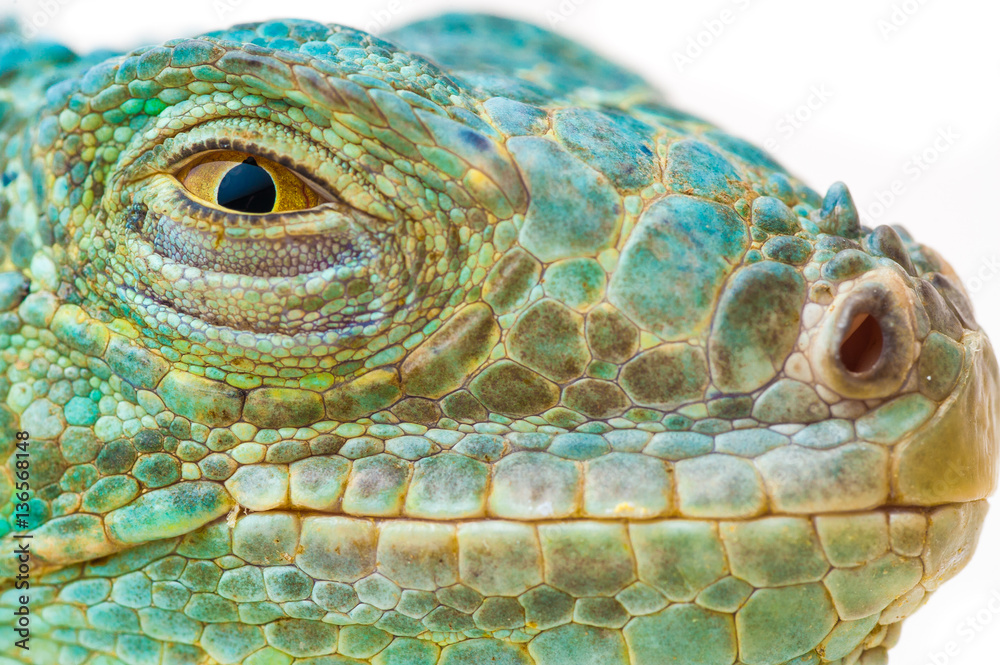 Fototapeta premium one green iguana lizard .reptile muzzle closeup