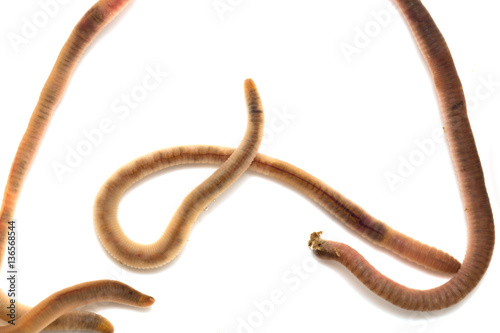 earthworms on a white background. Macro