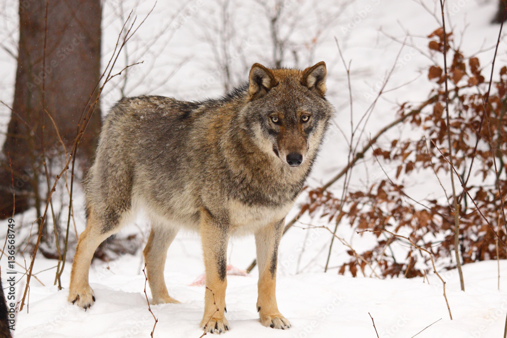 Wolf into the snow Wolf into the snow