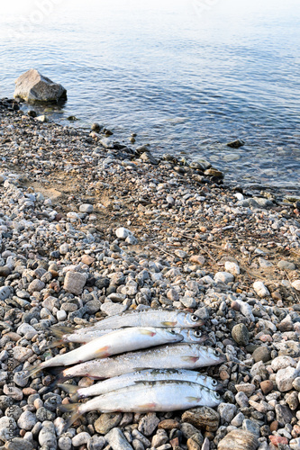 Baikal omul (Coregonus migratorius) on background of lake shoreline photo