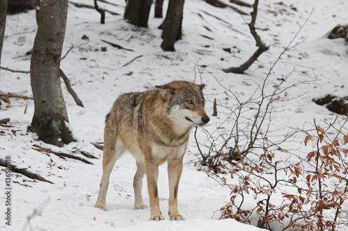 Wolf into the snow