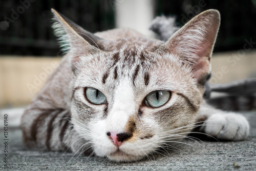 close-up of cat eyes