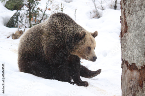 Brown bear into the snow