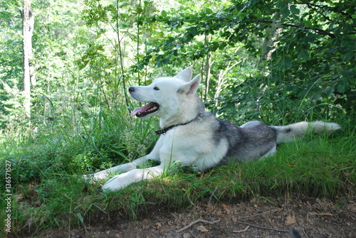  husky for a walk in the mountains