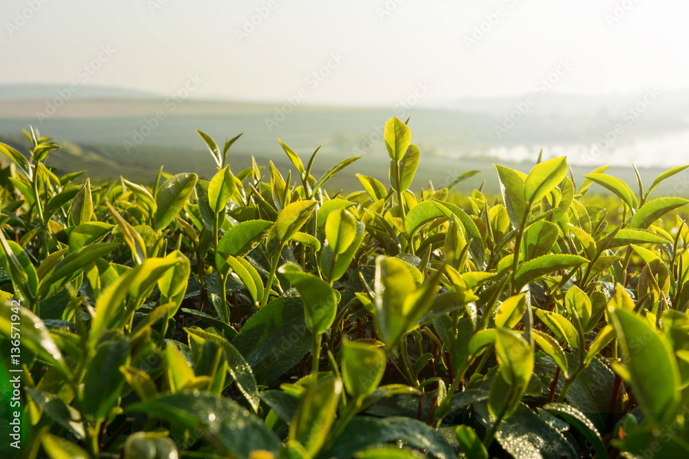 Green tea sprout and leaf in plantation farm Green tea sprout and leaf in plantation farm