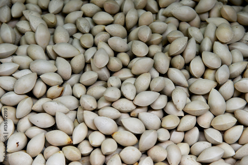 Ginkgo Biloba Seed StockFoto Adobe Stock