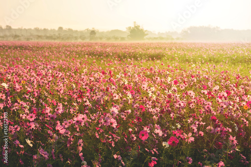Cosmos flower field with fog and morning sunlight
