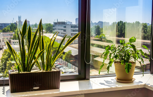 Window with flowerpot