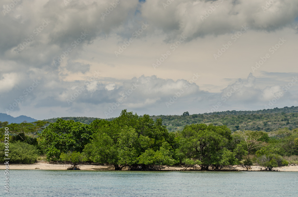 Fototapeta premium mangroven am sandstrand indonesien