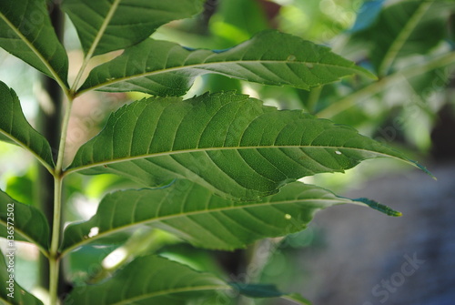 Close look at leaves