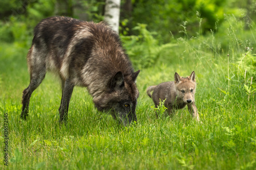 Grey Wolf  Canis lupus  With Pup