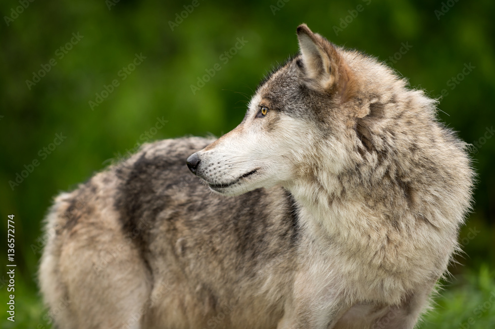 Obraz premium Grey Wolf (Canis lupus) Looks Left Along Body