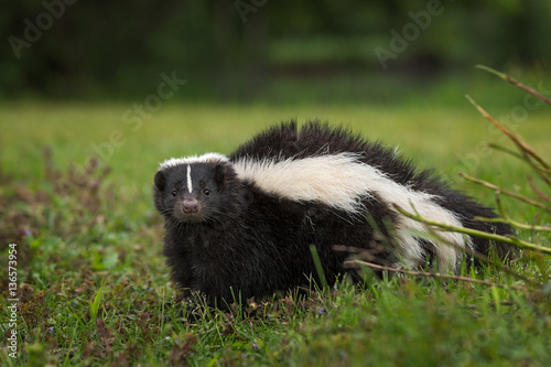 Striped Skunk (Mephitis mephitis) Looks Out from Ground photo