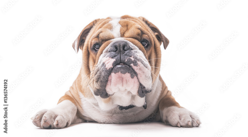 Fototapeta premium English bulldog pup