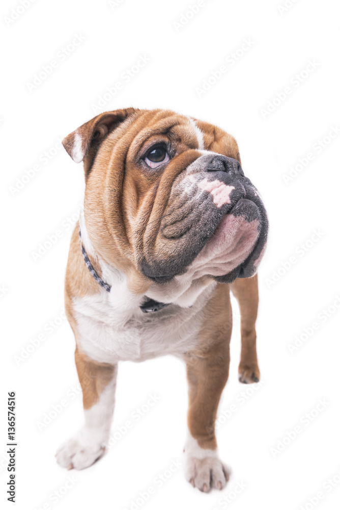 Pup of English bulldog