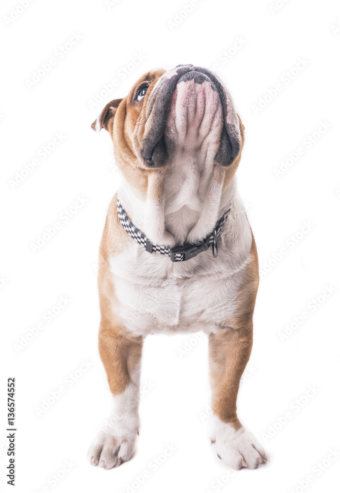 Obraz premium English bulldog looking up
