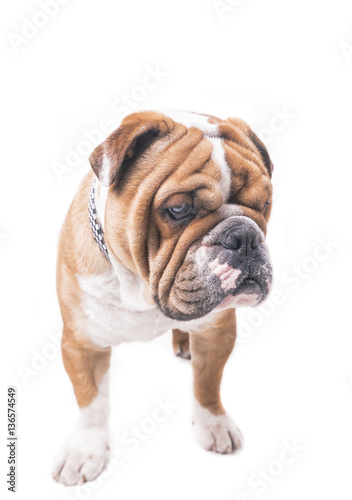 English bulldog male © ltummy