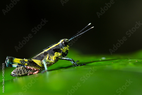 Obraz na plátně Grasshopper perching on a leaf
