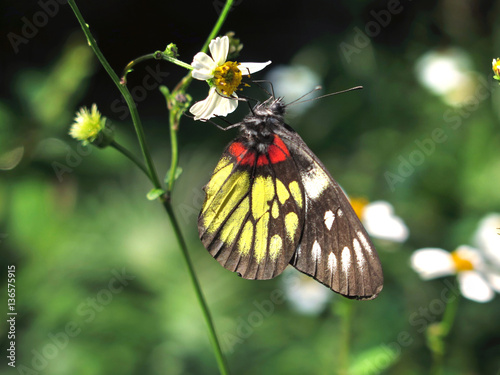 Redbase Jezebel butterfly (Delias pasithoe), Hong Kong photo