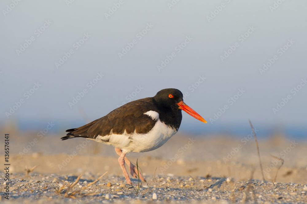 An American Oystercatcher walks on a sandy beach in the early morning sunlight. An American Oystercatcher walks on a sandy beach in the early morning sunlight.