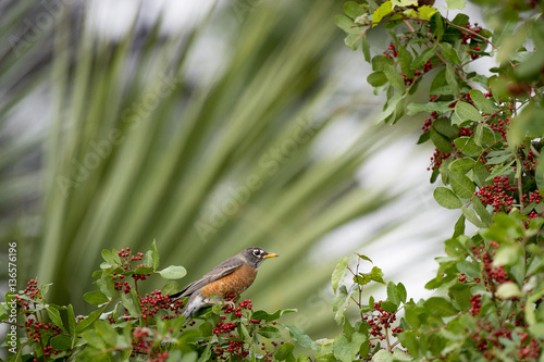 An American Robin perches in a tree branch covered in red berries in soft overcast light.