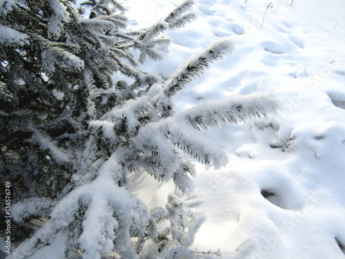 Spruce in the snow with branches in frost