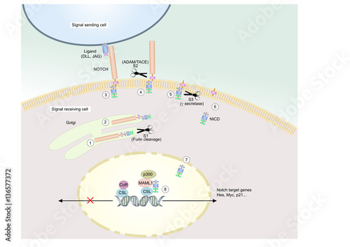 Notch signaling pathway